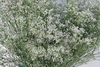LIMONIUM MR. SILVER PINK